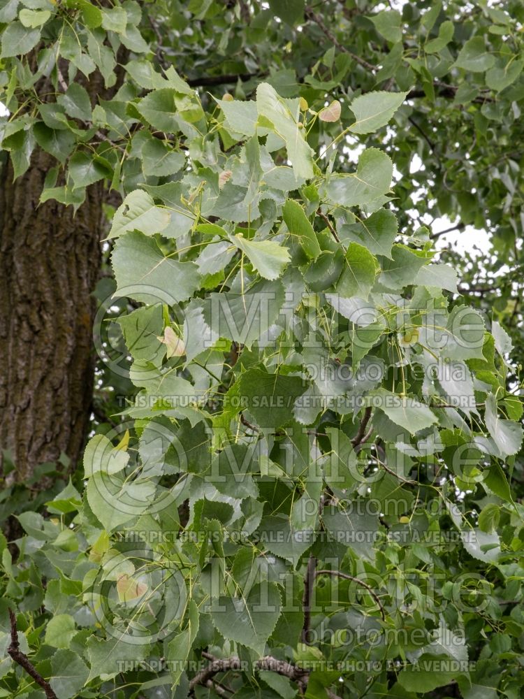 Populus deltoides (Eastern Cottonwood) 1