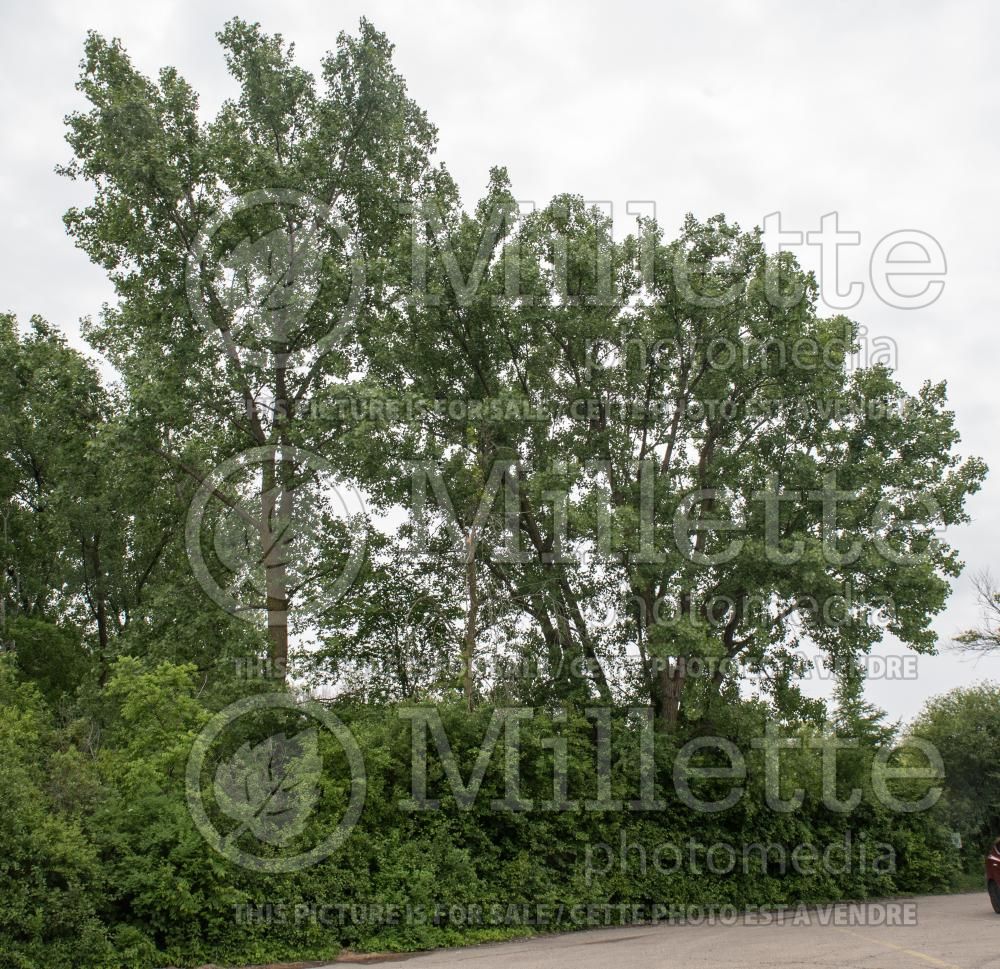 Populus deltoides (Eastern Cottonwood) 2