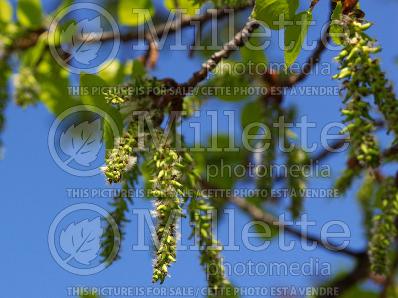 Populus balsamifera (Balsam poplar) 1 