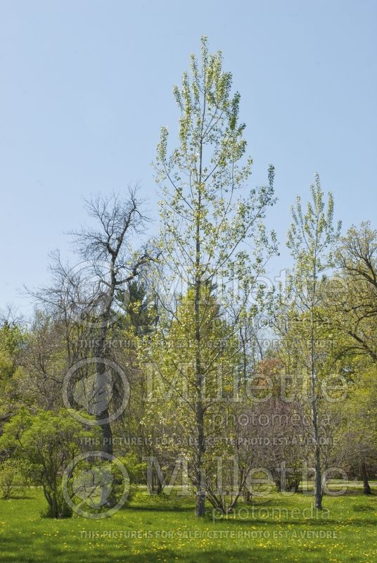 Populus Prairie Sky (Poplar) 1 