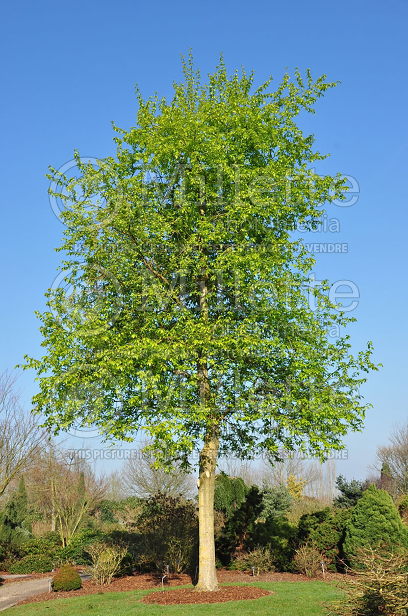 Populus koreana (Korean poplar) 1 