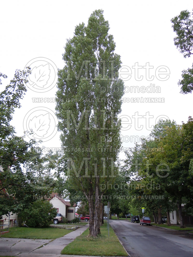 Populus nigra (Black poplar) 1 