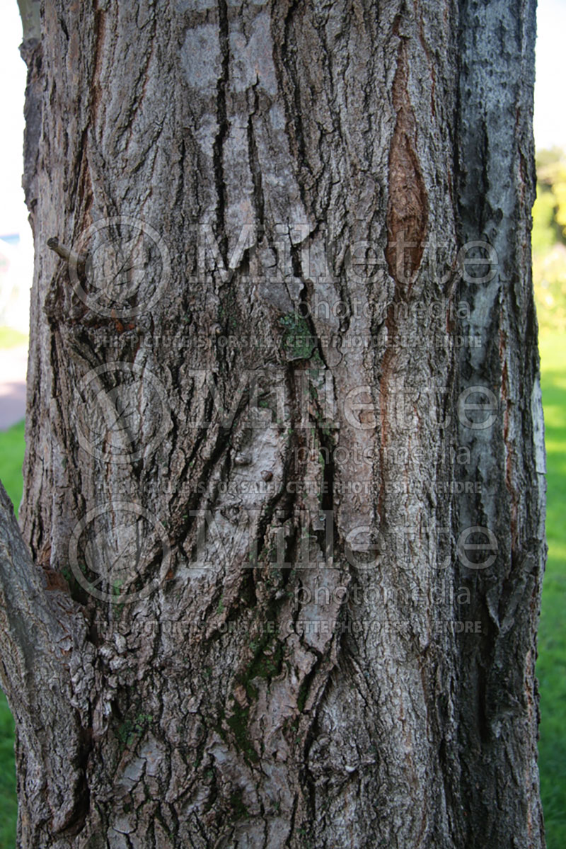 Populus nigra var. italica - bark (Lombardy poplar) 2 