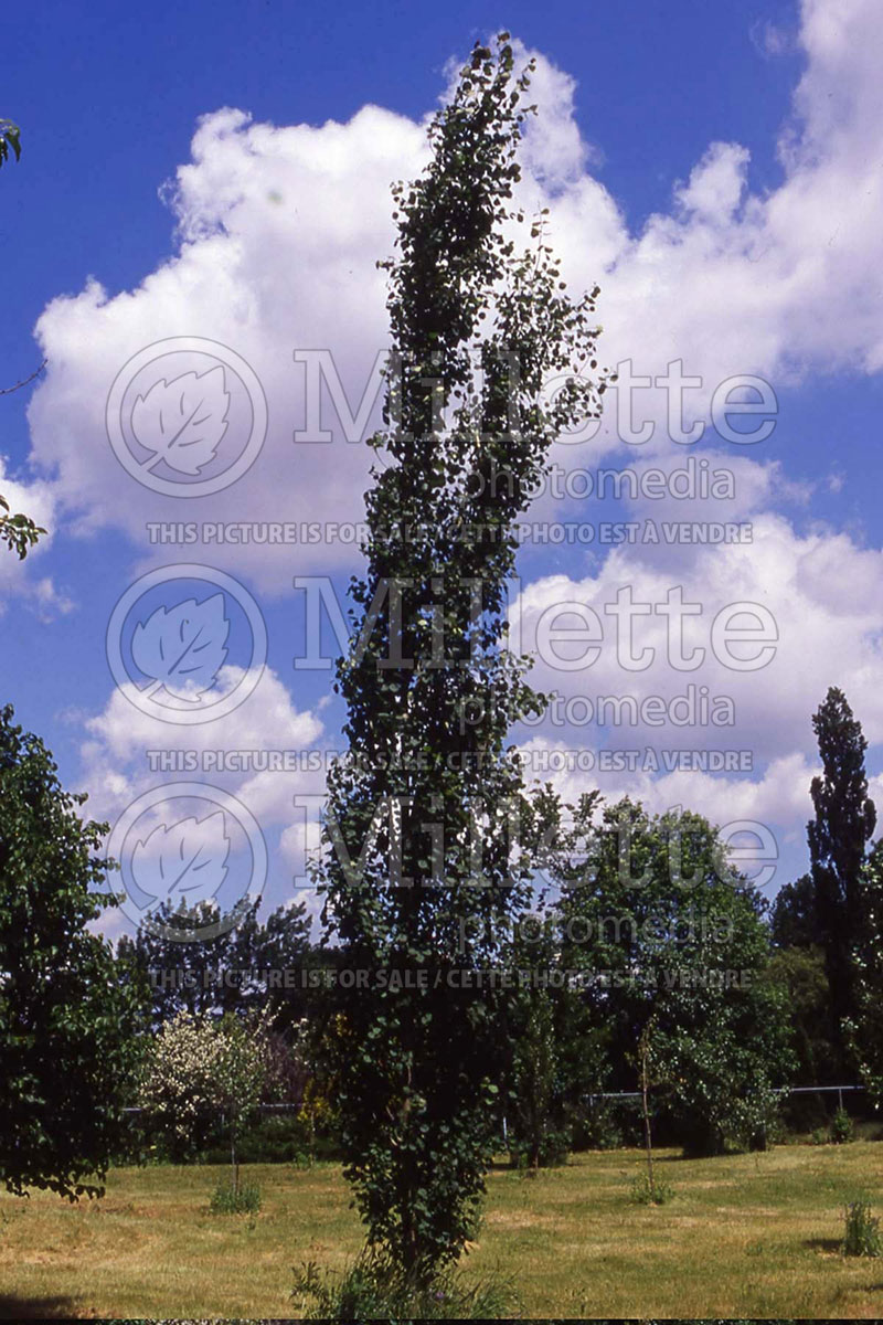 Populus Erecta (Aspen) 1 