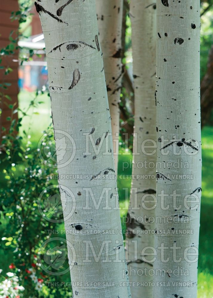 Populus tremuloides - Bark (Quaking Aspen) 6 