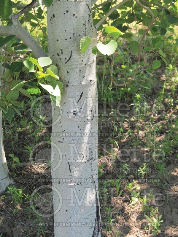 Populus tremuloides - Bark (Quaking Aspen) 5 