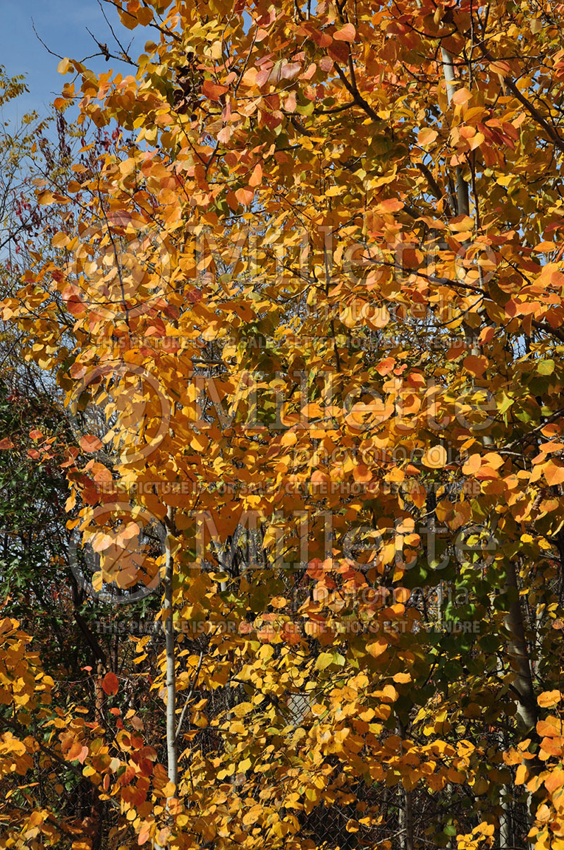 Populus tremuloides (Quaking Aspen) 1 