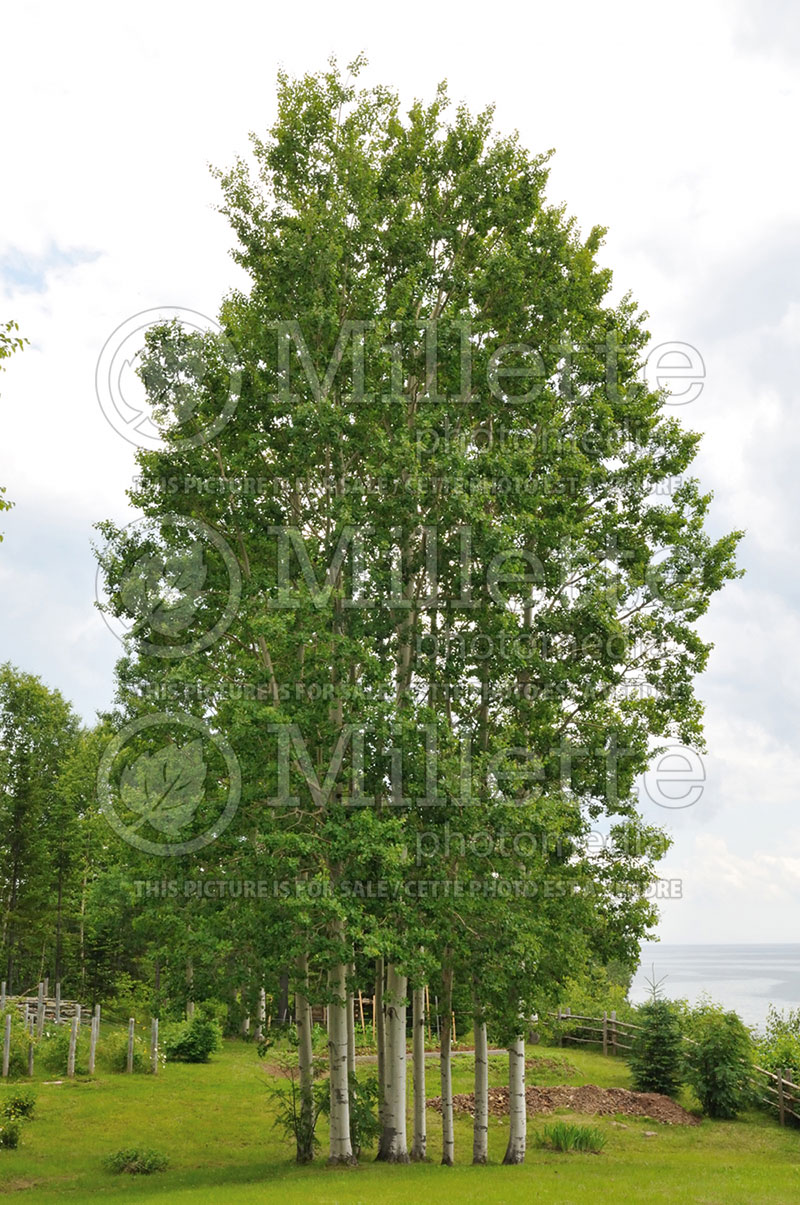 Populus tremuloides (Quaking Aspen) 2 