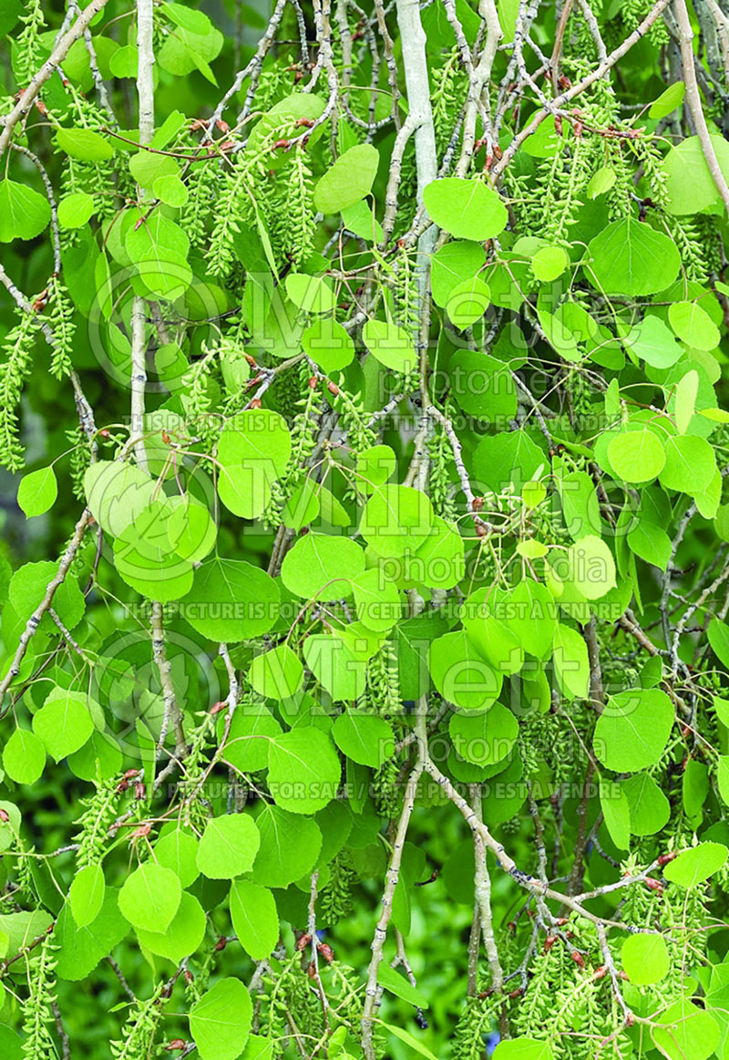 Populus tremuloides (Quaking Aspen) 4 