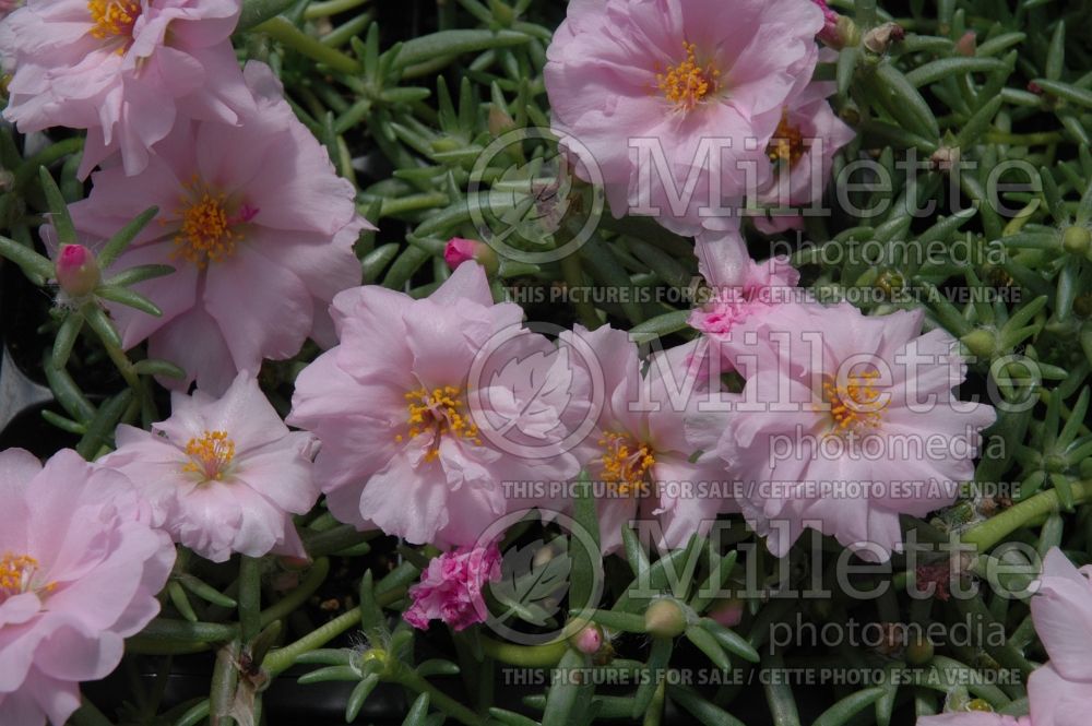 Portulaca Princess Pink (Moss rose, Pigweed, Purslane) 1 