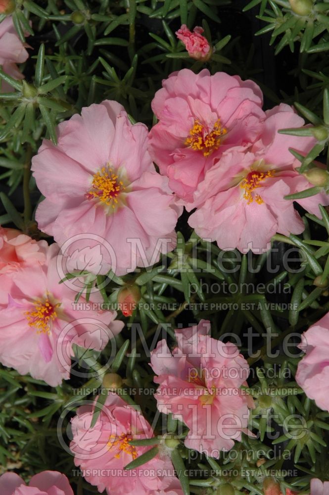 Portulaca Sundial Chiffon (Moss rose, Pigweed, Purslane) 1 
