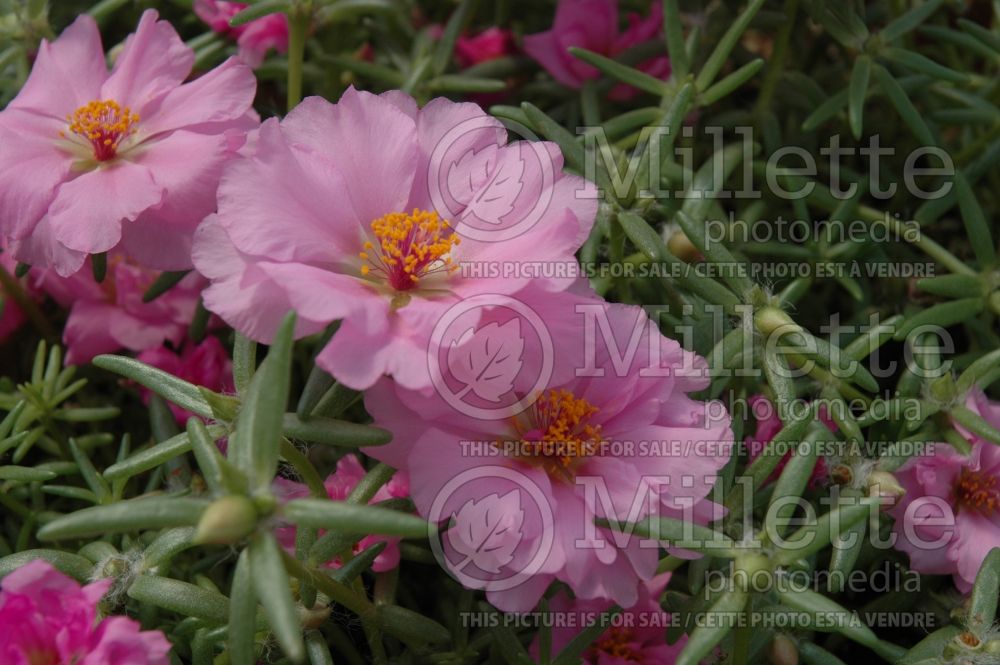 Portulaca Sundial Pink (Moss rose, Pigweed, Purslane) 1 