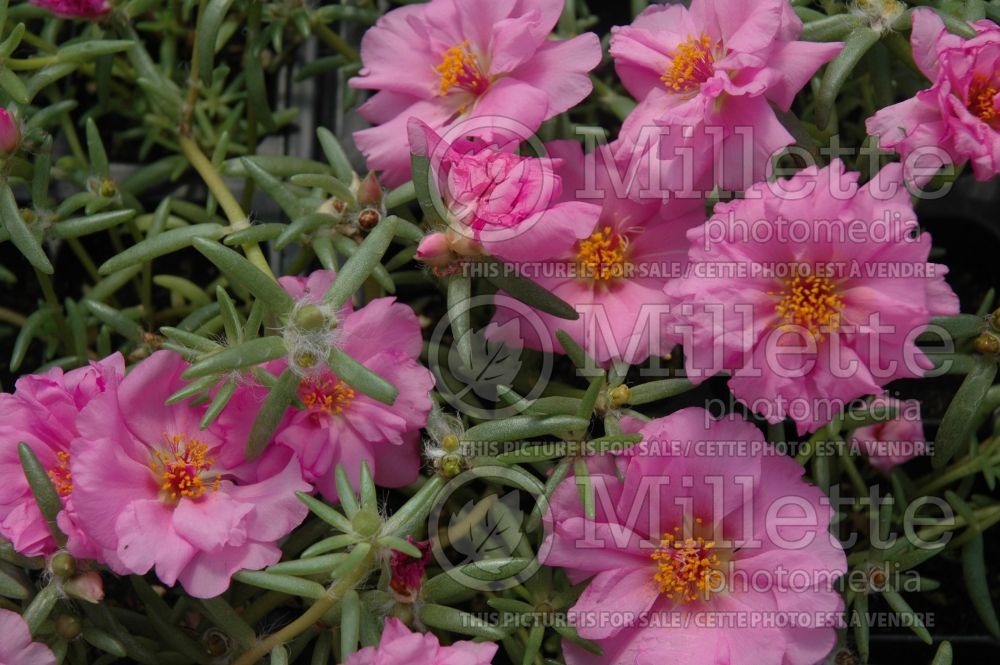 Portulaca Sundial Pink (Moss rose, Pigweed, Purslane) 2 
