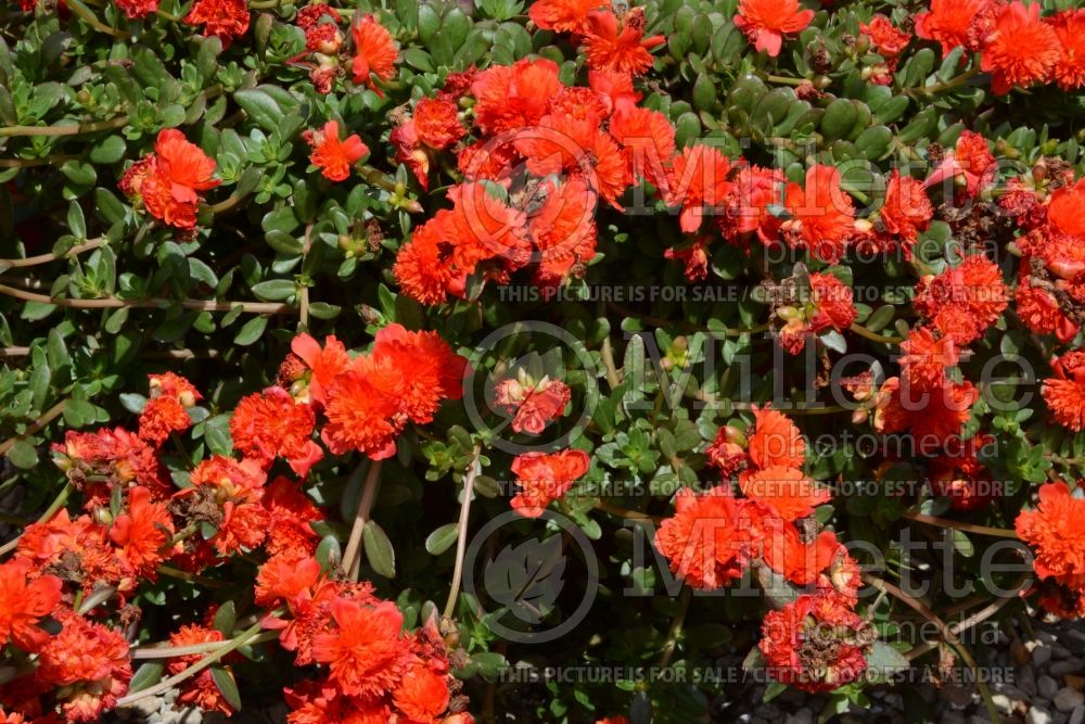 Portulaca Colorblast Double Cherry (Portulaca) 1 