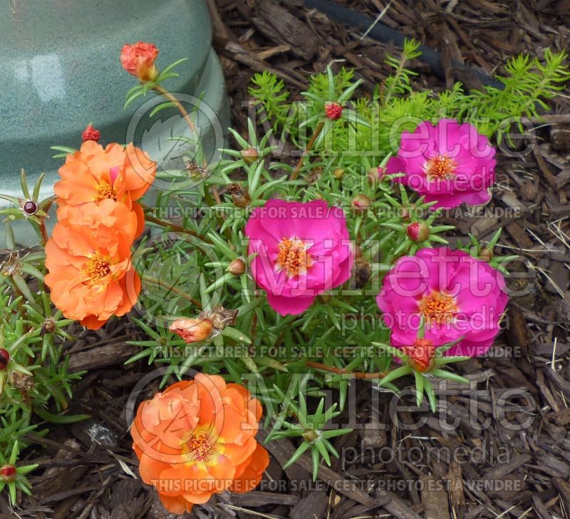 Portulaca grandiflora (Moss Rose) 1 