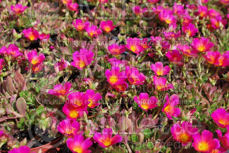 Portulaca Pazzaz Pink Glow (Portulaca) 1 