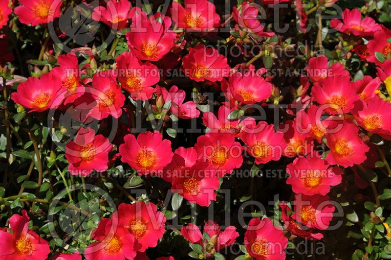 Portulaca Red Fox Cupcakes Cherry Baby (Portulaca)  2