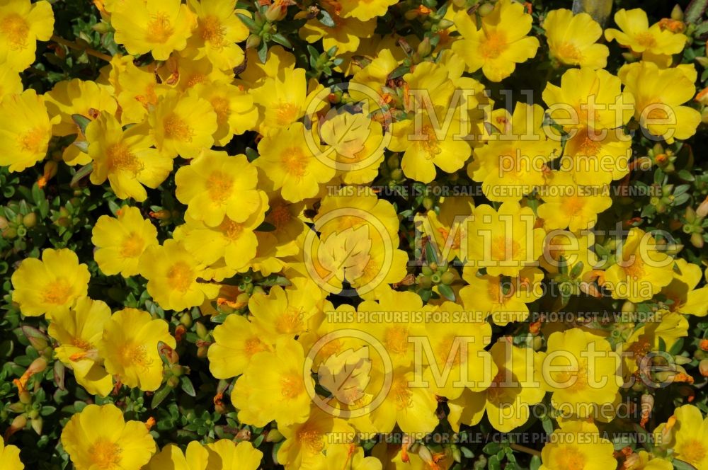 Portulaca Red Fox Cupcakes Yellow Chrome (Portulaca) 1 