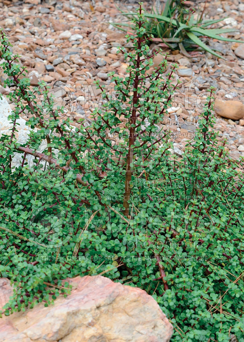 Portulacaria Prostrata (Elephant Bush)  1