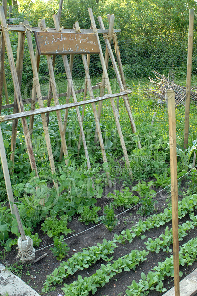 How to stake up pole beans - garden work (Phaseolus) 1