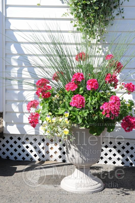 Pot with Pelargonium, Juncus and Viola 1