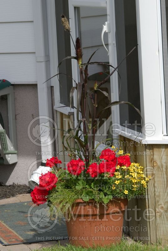 Pot with red Pelargonium and Bidens 1