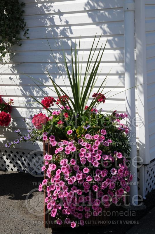 Pot with Pelargonium, Petunia and Dracaena 1