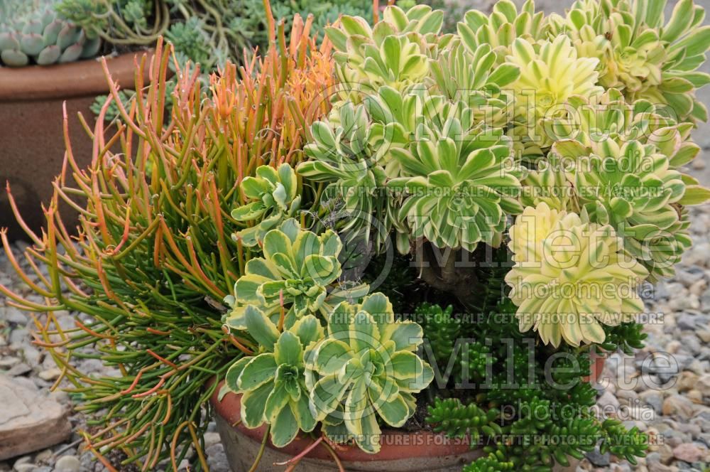 Exotic arrangement