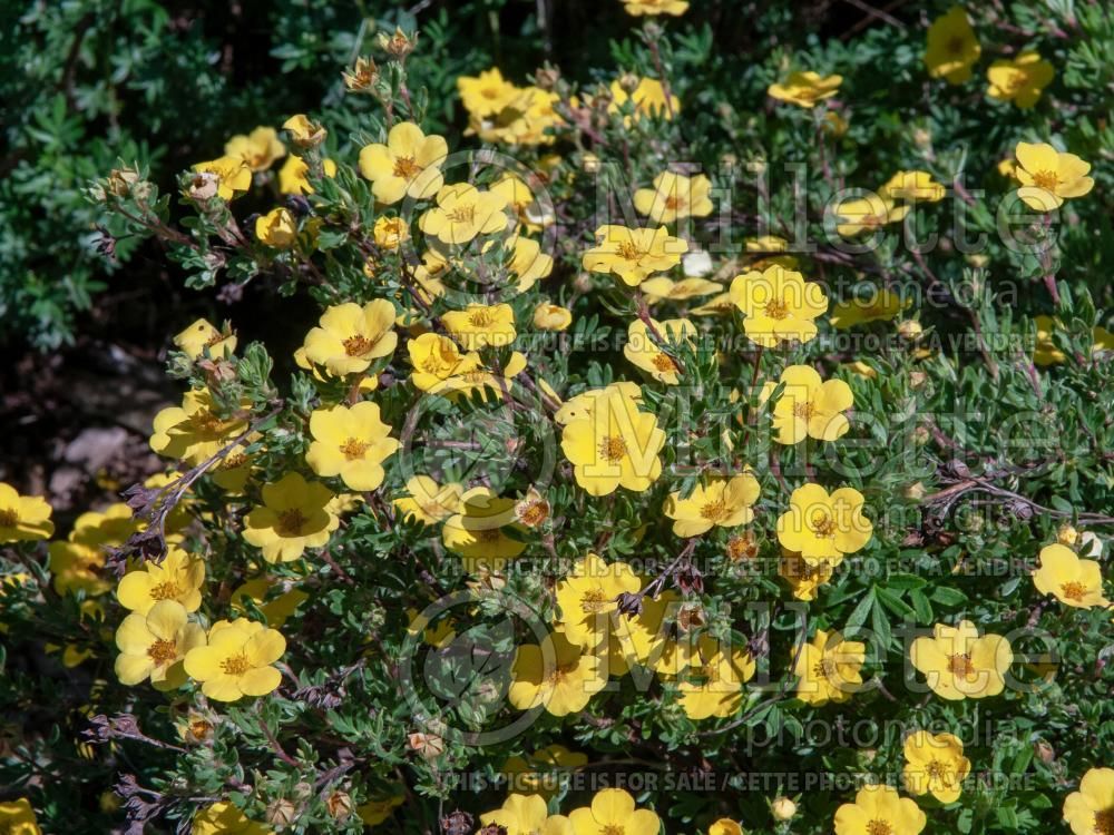 Potentilla Irving (Cinquefoil) 1