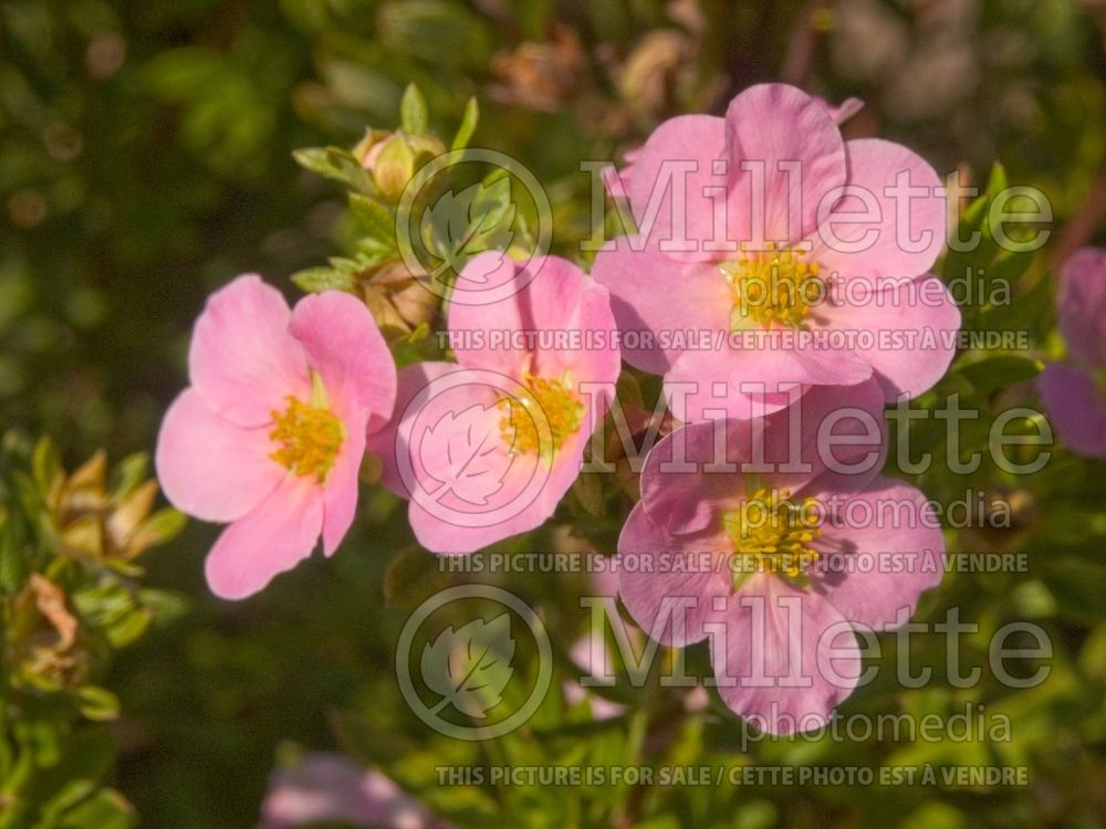 Potentilla Lovely Pink (Cinquefoil) 1