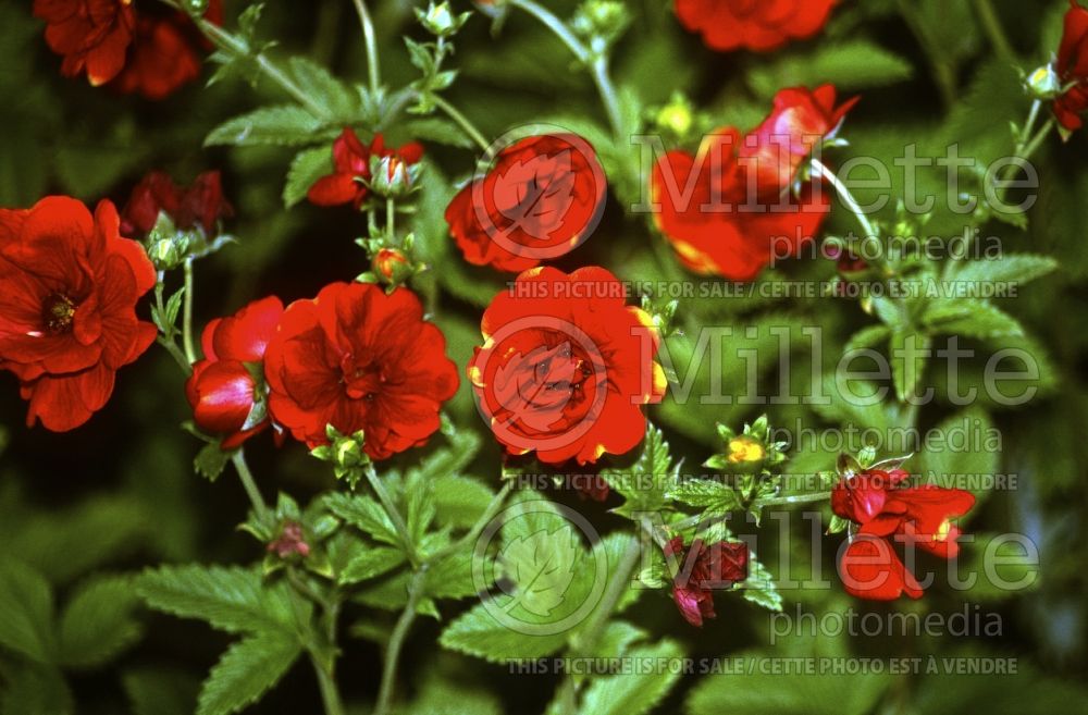 Potentilla Arc-en-Ciel (Cinquefoil) 1