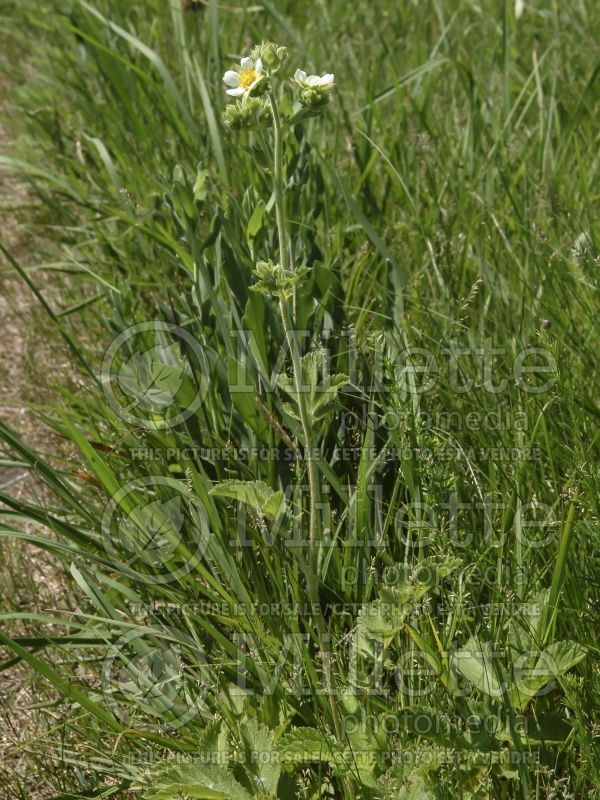 Potentilla arguta (Prairie Cinquefoil) 3