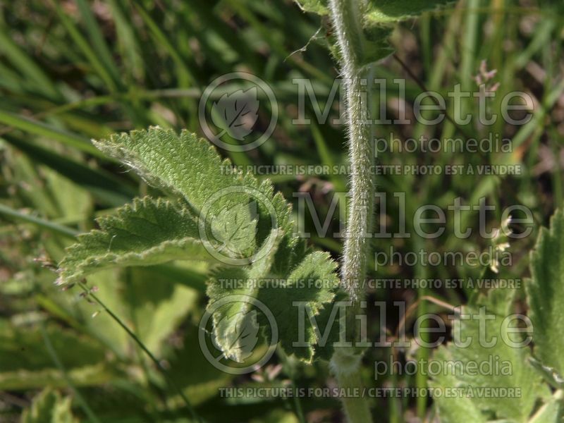 Potentilla arguta (Prairie Cinquefoil) 5