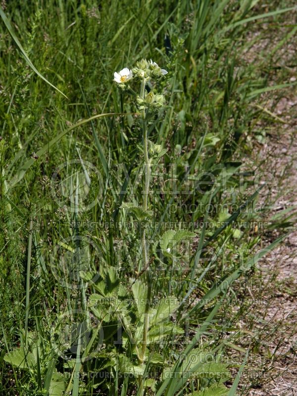 Potentilla arguta (Prairie Cinquefoil) 1