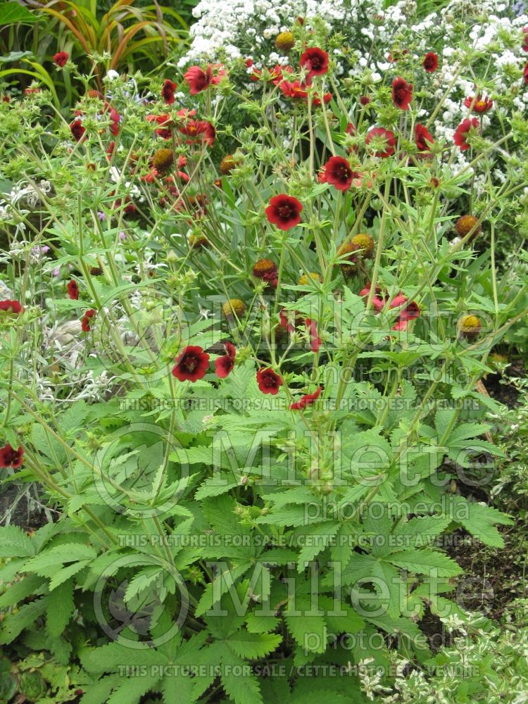 Potentilla Fire Flames (Cinquefoil) 1