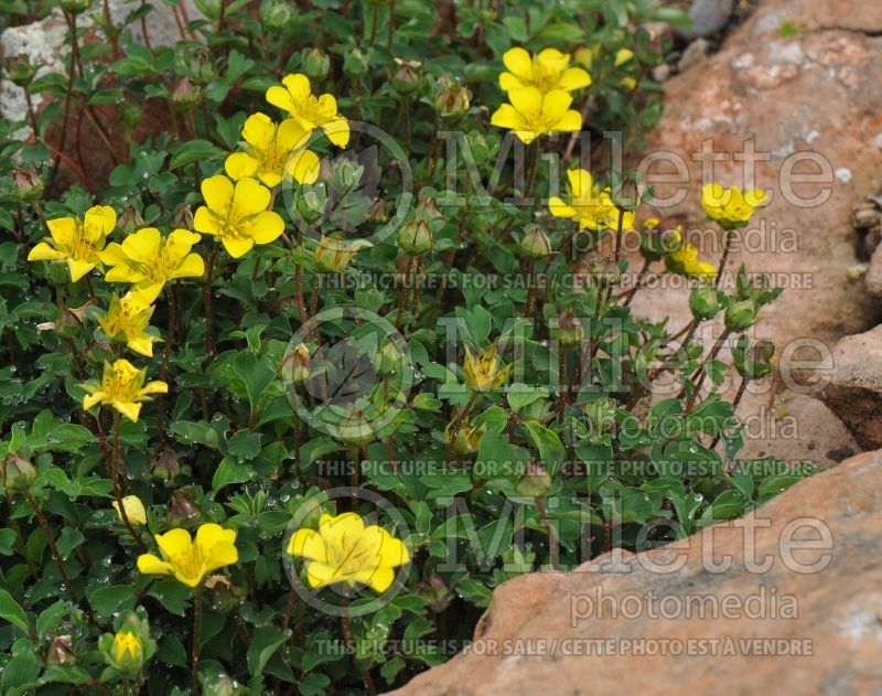 Potentilla cuneata  (Cinquefoil) 1