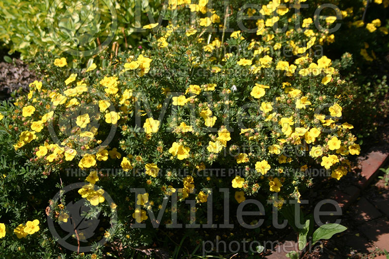 Potentilla fruticosa (Cinquefoil) 1