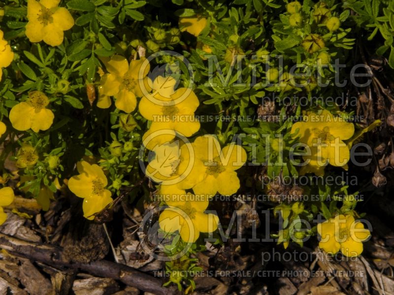 Potentilla Dakota Goldrush or Absaraka (Cinquefoil) 1