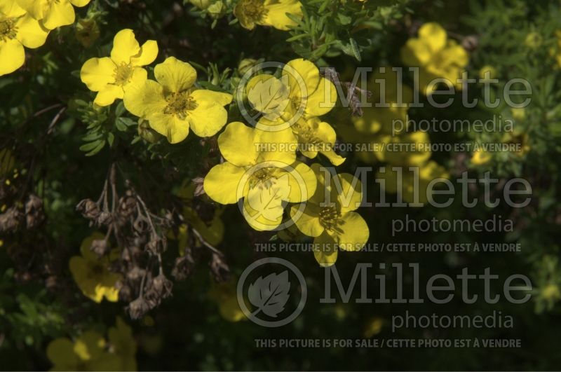 Potentilla Dakota Sunspot aka Fargo (Cinquefoil) 2