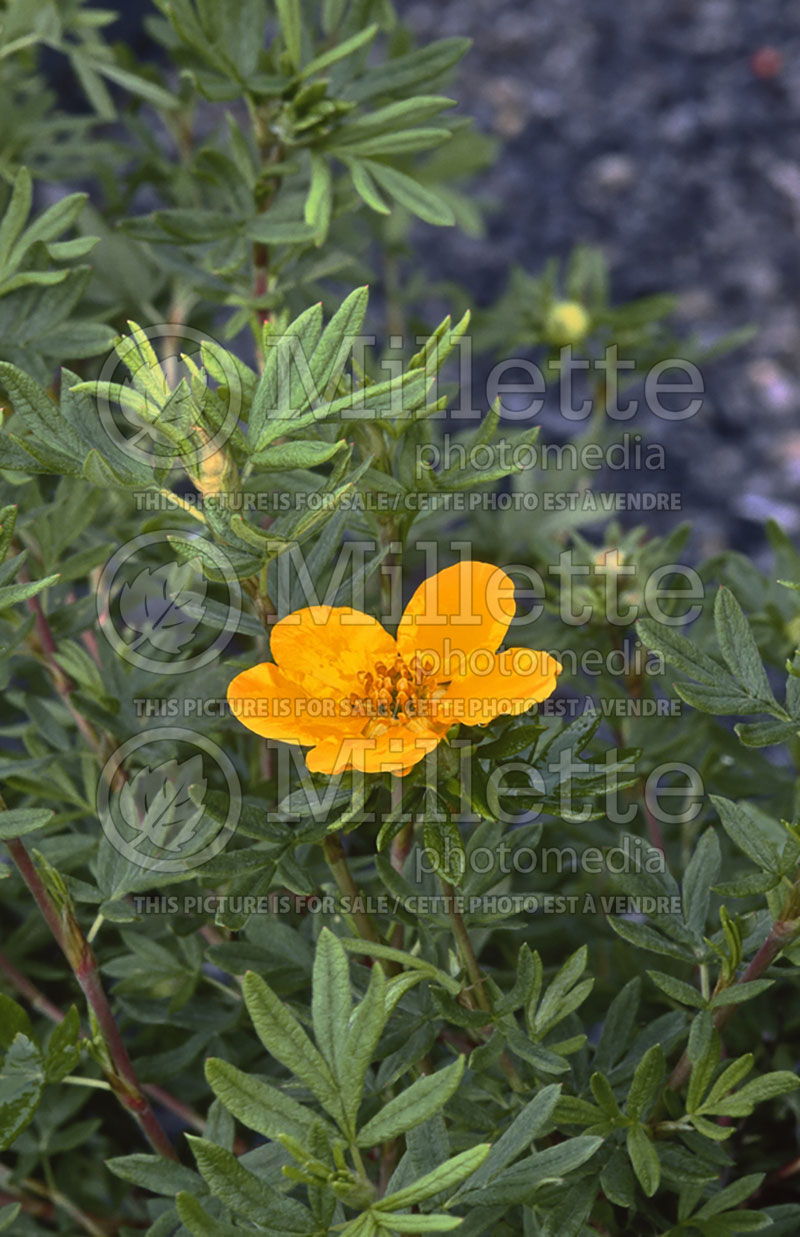 Potentilla Goldfinger (Cinquefoil) 1