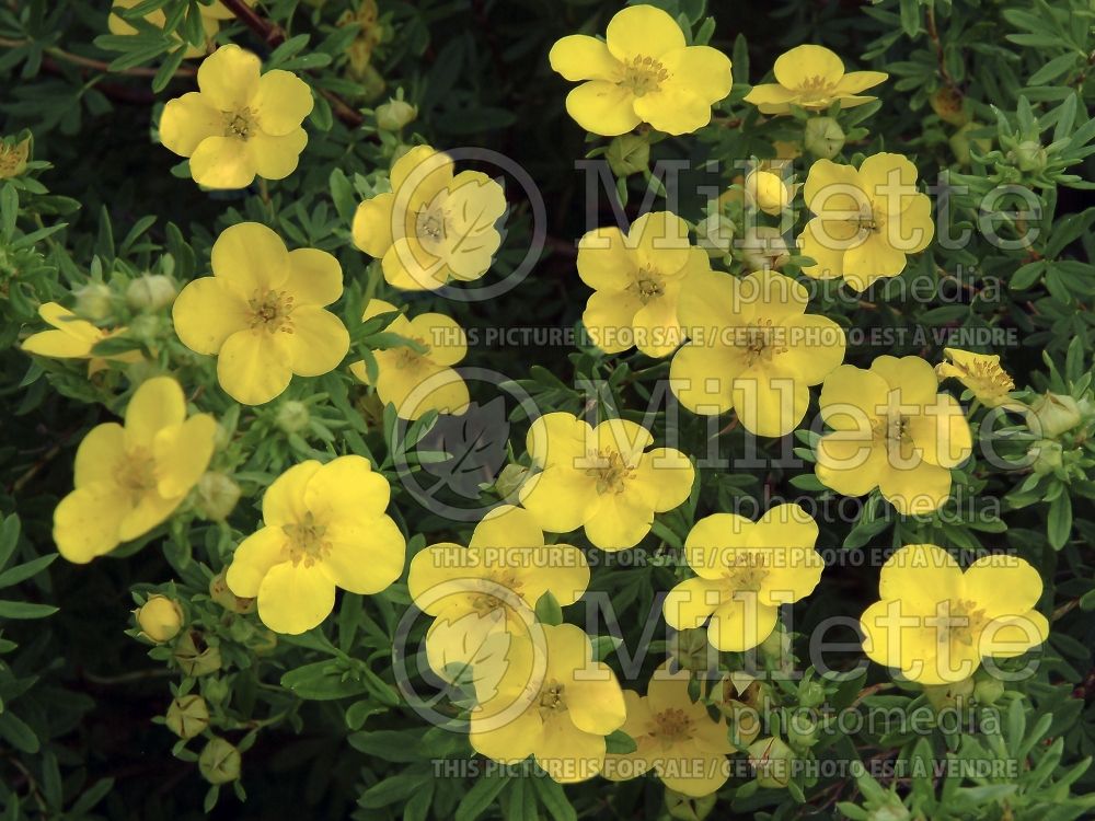 Potentilla Goldfinger (Cinquefoil) 4