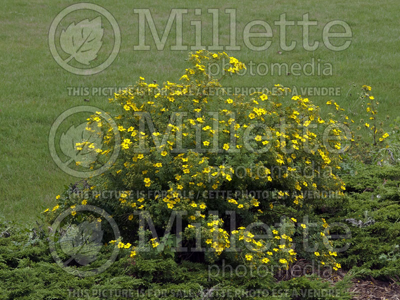 Potentilla Goldfinger (Cinquefoil) 3