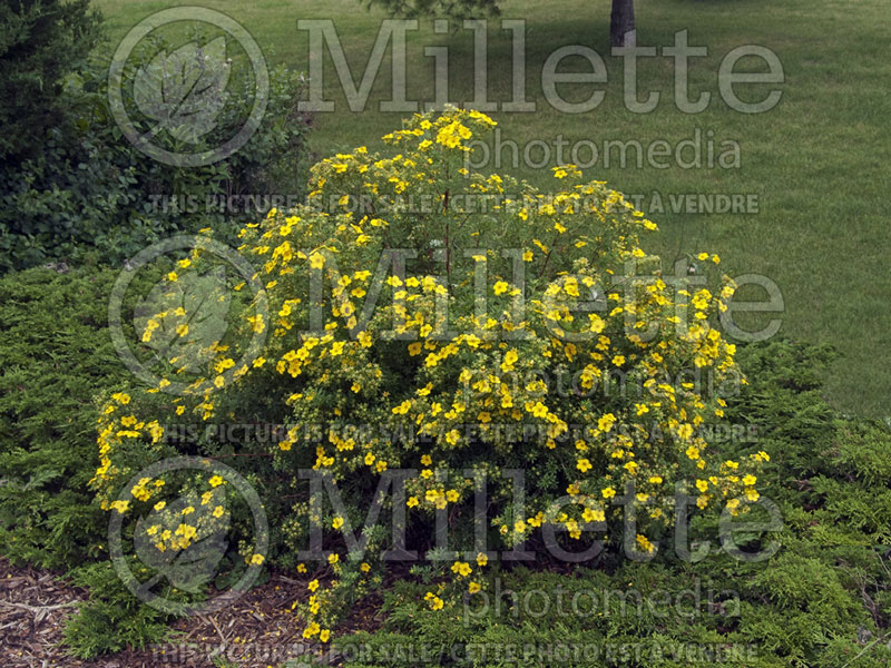 Potentilla Goldfinger (Cinquefoil) 2