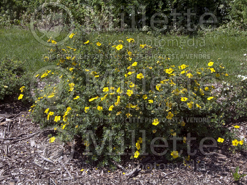 Potentilla Goldstar (Cinquefoil) 3