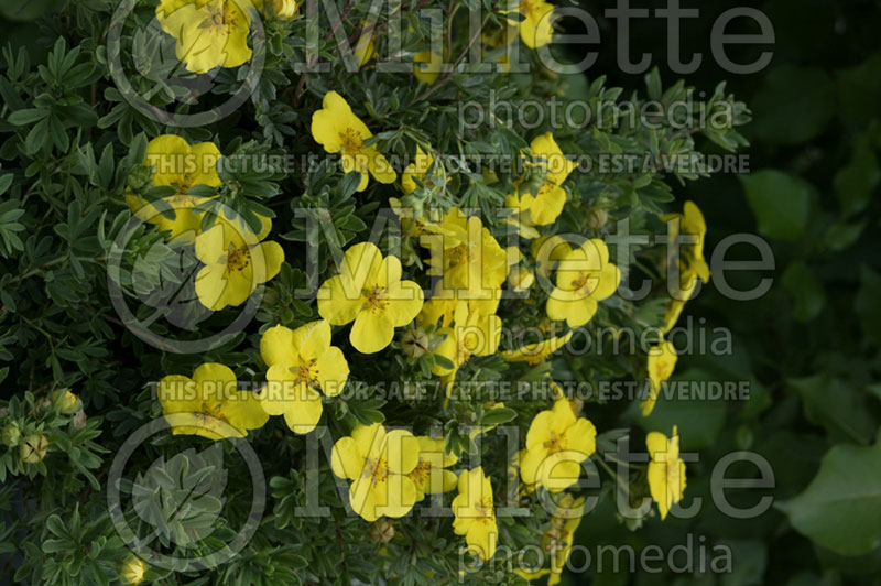 Potentilla Goldstar (Cinquefoil) 1