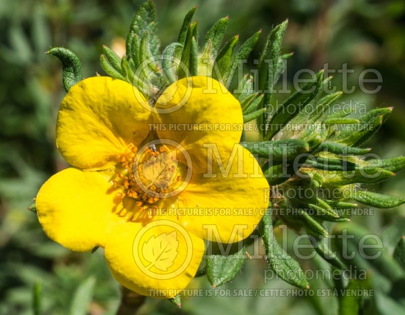 Potentilla Jackmanii (Cinquefoil) 2