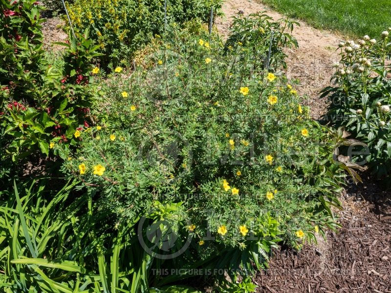 Potentilla Jackmanii (Cinquefoil) 1