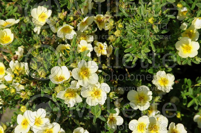 Potentilla Limelight (Cinquefoil)   1