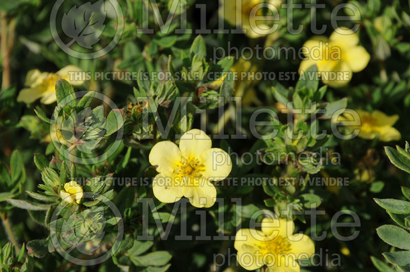 Potentilla Manelys (Cinquefoil) 1  