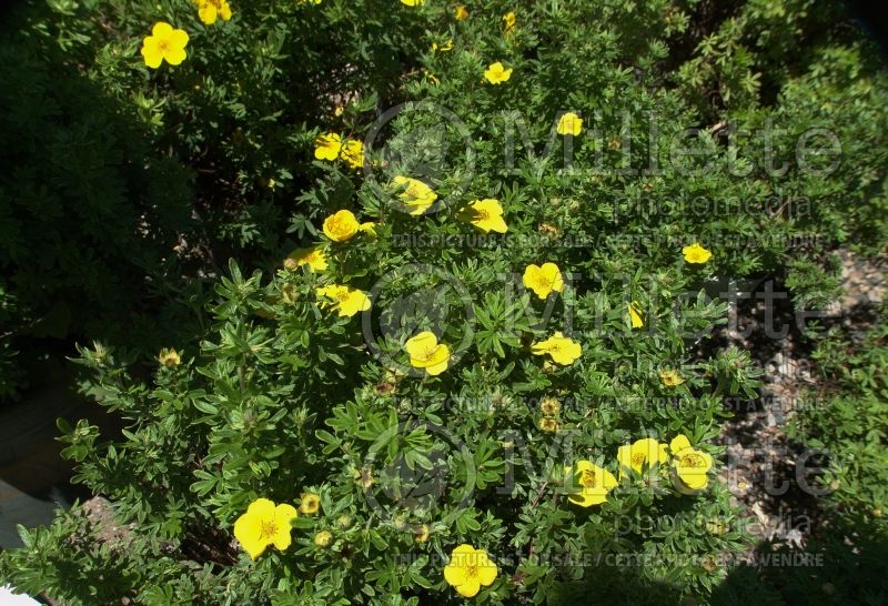 Potentilla Mango Tango or UMan (Cinquefoil) 9 